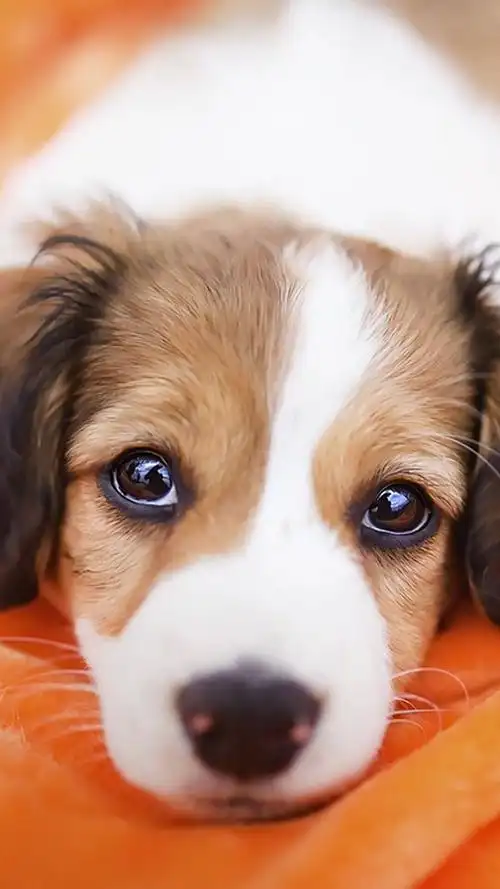 可爱狗狗大头照