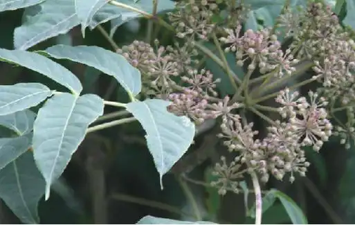 岩五加的功效与作用