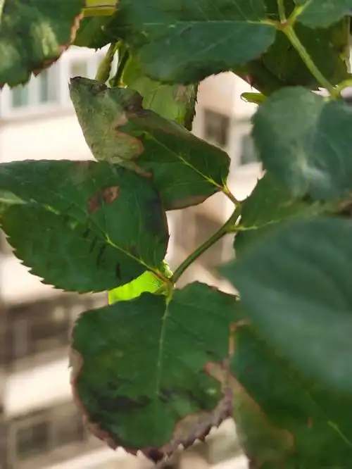 嫁接的树状月季叶子干枯,是什么原因?需要咋整?