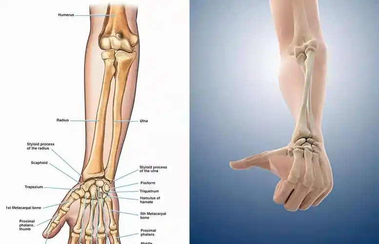 原创成龙是双骨李小龙是单骨事实上人体骨骼数是相同的无知真可怕