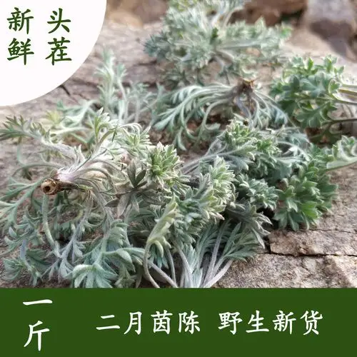 绵茵陈的功效与作用茵陈泡水喝有什么功效
