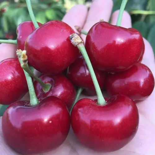 共47 件烟台大樱桃拉宾斯相关商品