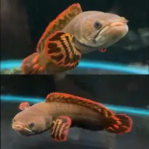 巧克力雷龙巧克力七彩雷龙鱼活体