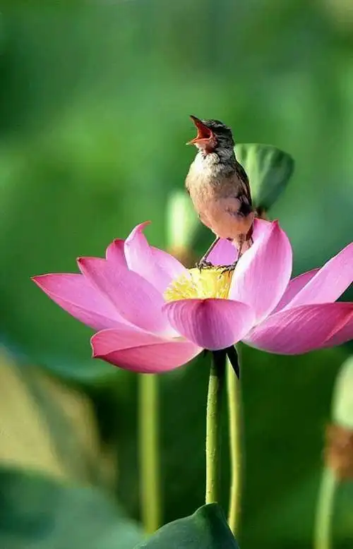 荷花小鸟美丽的神话.