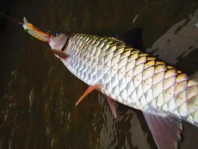 由于军鱼嘴唇厚,咬中后除非钩子被扭直,否则很难逃