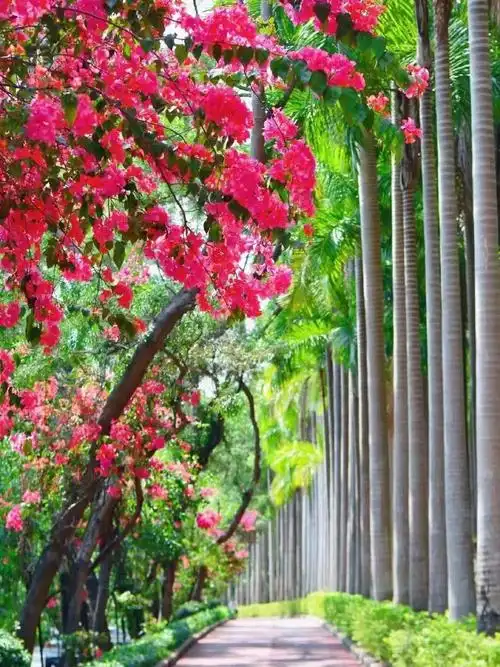 华侨城香山西街5a景区最美春天里