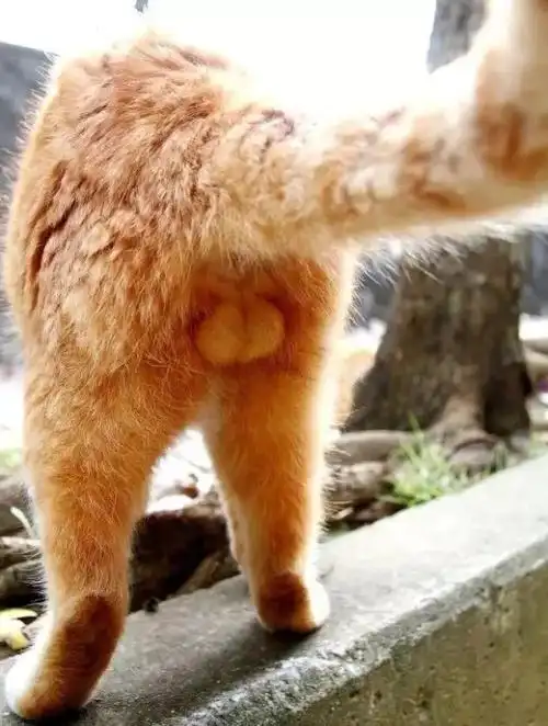 猫咪的蛋蛋也太可爱了吧!_人类