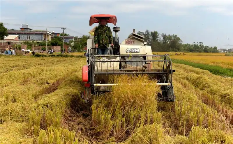 来自河南的收割机队伍在广西钦州市康熙岭镇那沙村帮助收稻谷