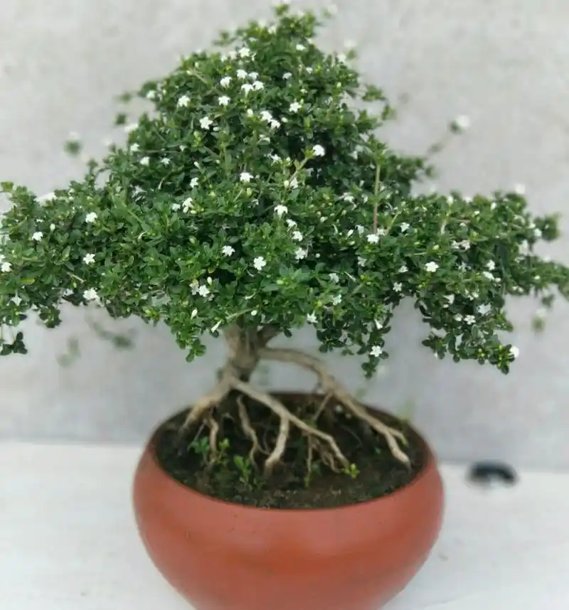 六月雪盆栽的叶子发黄干边而且开花还小是什么原因