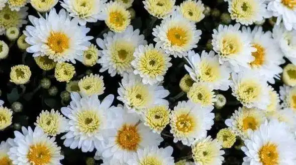 亲人过世发朋友圈这是什么心理人性的复杂程度令人猜不透