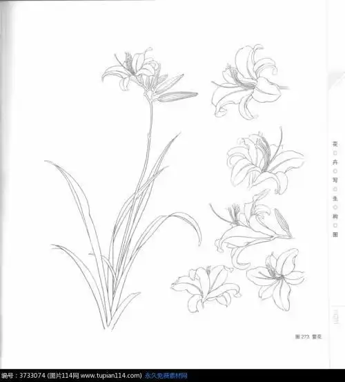 萱草花简笔画幼儿园