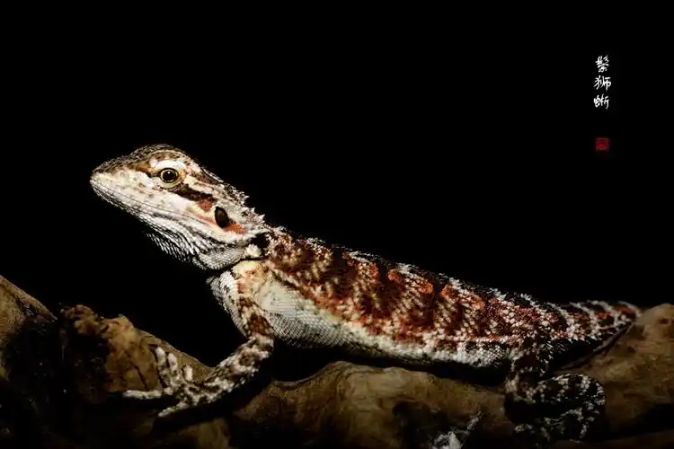 鬃狮蜥(上)