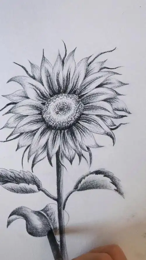 画画#简单易学的向日葵画法,保证一看就会.