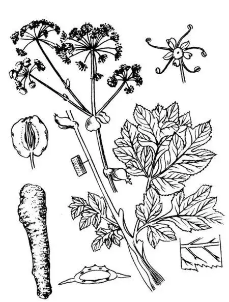 哪些省区,什么样的土壤条件适合种植白芷?