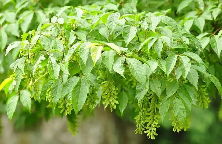 庙台槭(槭树科槭属植物)_尚可名片