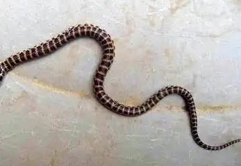 家里来了条蛇,想知道是什么蛇!