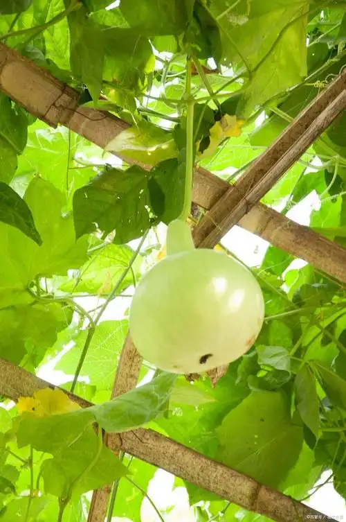 要让葫芦瓜快速长大,需要综合考虑多个因素