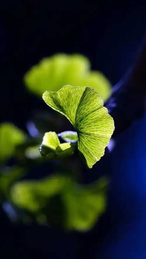 禅意摄影:炎夏清凉