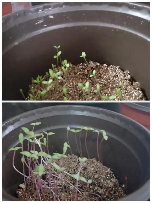 鸡冠花的幼苗最特别,茎是红色的,叶子是尖尖的三角形△;菊长得最矮小.