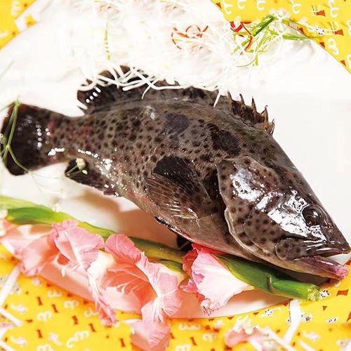 冰鲜海龙胆石斑鱼鲜活生猛海鲜500g大小可选其它