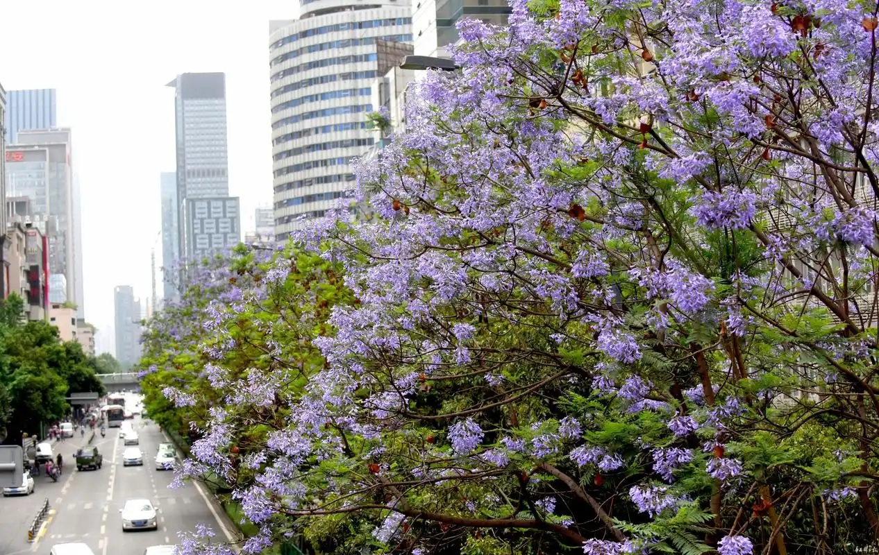 美!成都有条蓝花楹盛开的大道
