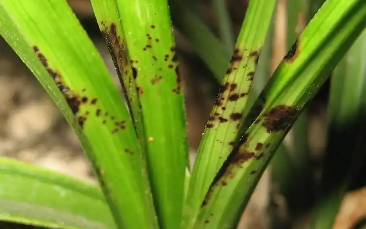 我的兰花生病了