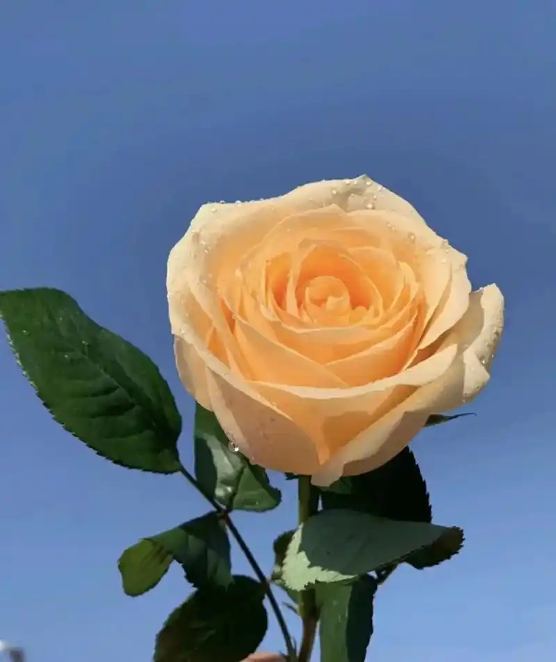 香槟玫瑰.别名:蜜桃雪山.花语:爱上你是我今生最大的幸福. - 抖音