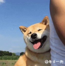 爱柴犬表情包gif柴犬动态图柴犬gif柴犬动图柴犬微笑图片gif柴犬笑gi