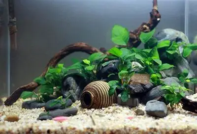 鱼缸中鹅卵石的造景方法