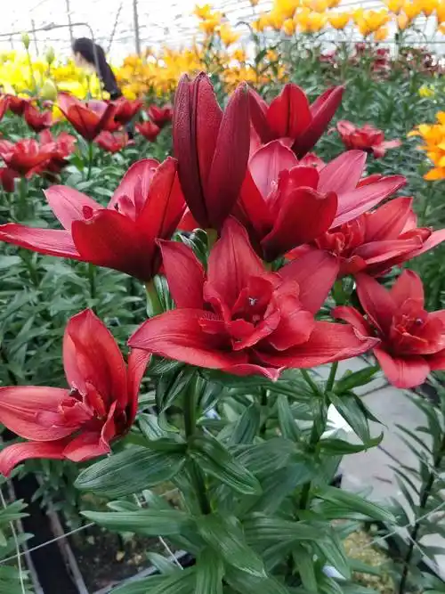 代表健康的花(养花就养心,5种"长寿命"花,最适合老人养,健康又长寿)