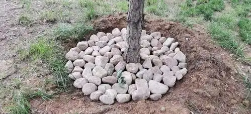 【海港区常态创卫】金梦海湾鹅卵石美化树坑(第1557期)