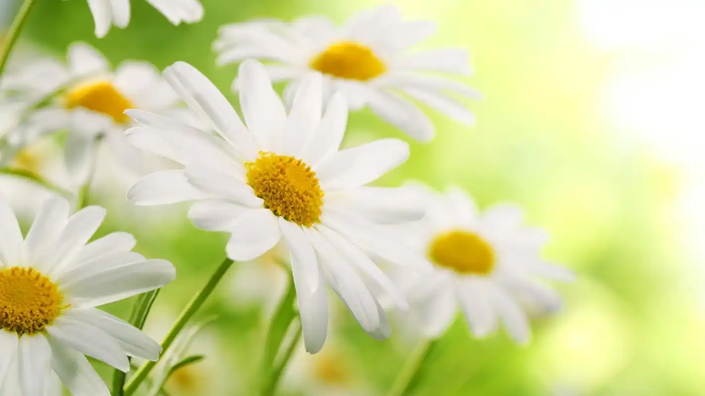 小清新野外白菊唯美高清桌面壁纸高清大图预览1920x1080_植物壁纸下载