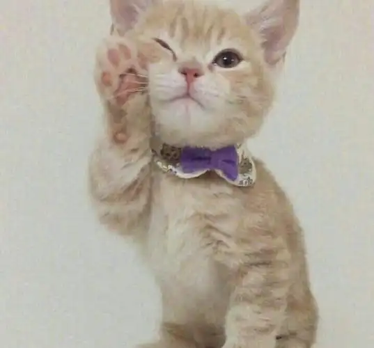 喜欢揉脸的小猫咪卖萌技满点小爪子太可爱了