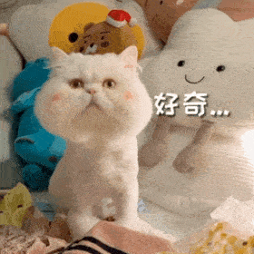 网红猫咪 | 大脸猫球球表情包 第七弹