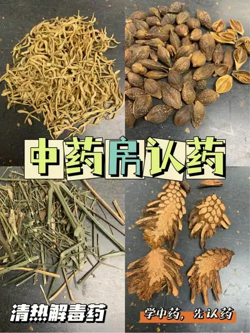学中药先认药金银花连翘穿心莲贯众