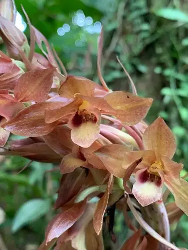 无叶美冠兰eulophiazollingerirchbfjjsmith