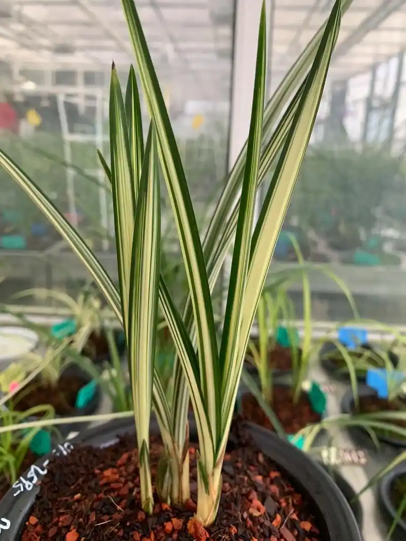 春剑《龙颜》:春剑多艺中矮阔叶种.#精品兰花 #国兰 - 抖音