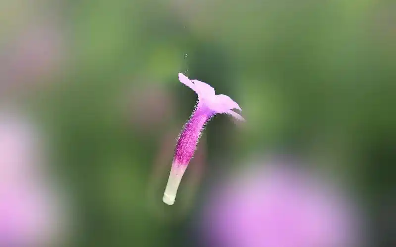 可爱紫色小花唯美高清桌面壁纸