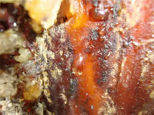 松脂的功效与作用_松脂现在多少钱一斤 - 装修保障网