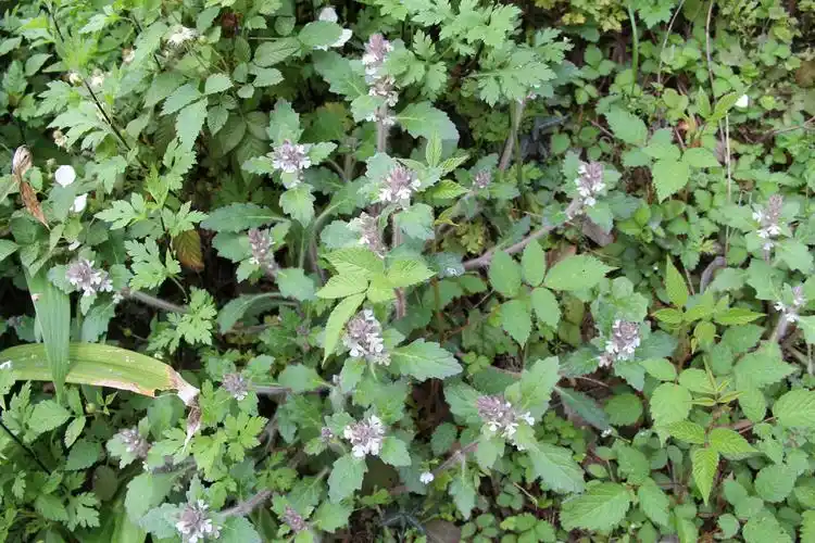 img_2259--匍伏筋骨草 又名金疮小草 苦草.jpg