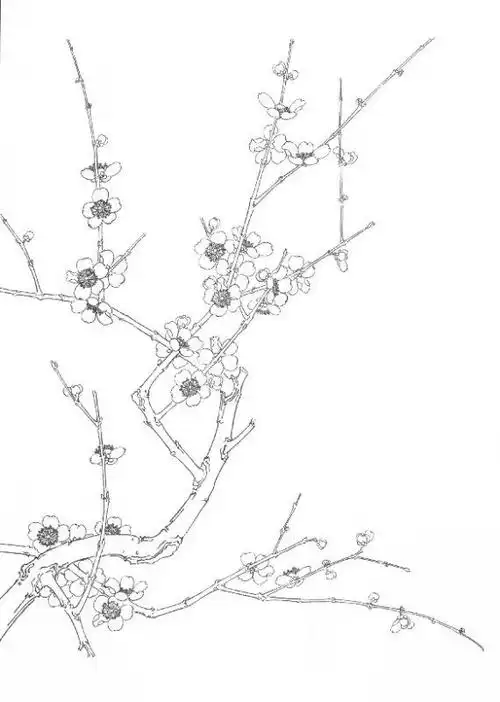 第十七课笔记～工笔画梅花～(2019-3-3)