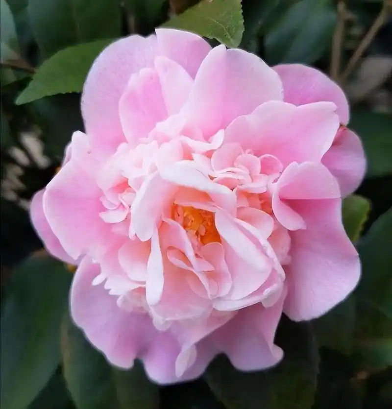 养盆"香妃"茶花,开花繁多,香味浓郁,好养易活,适合小白