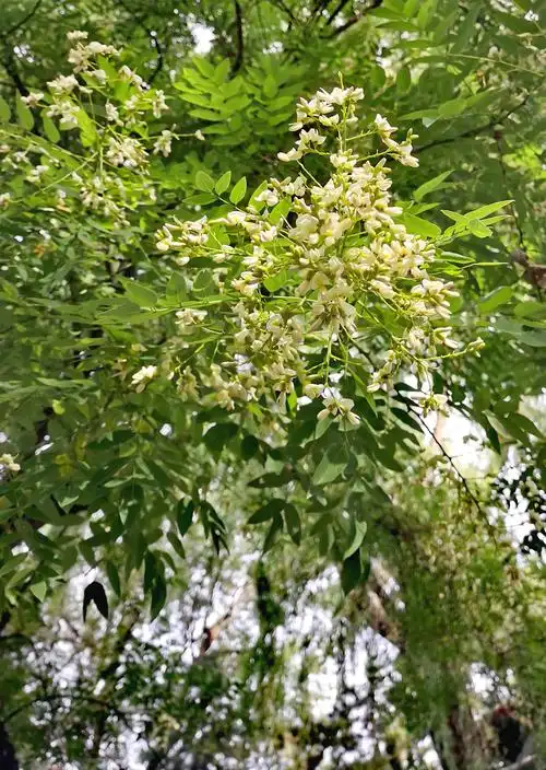 国槐与洋槐 - 简书
