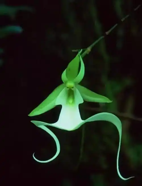 最全的兰花品种大全,赶紧收藏!