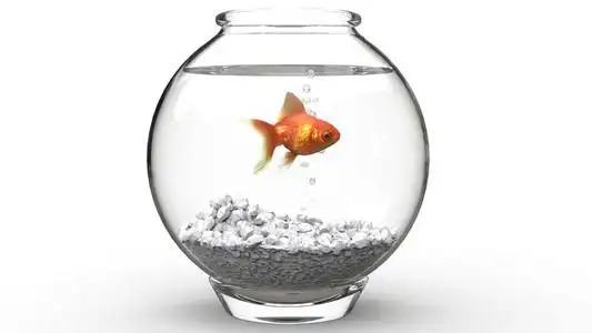 鱼缸里面的金鱼图片