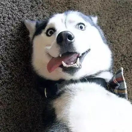 家里自从养了哈士奇,连主人都被带歪了!天天都是表情包