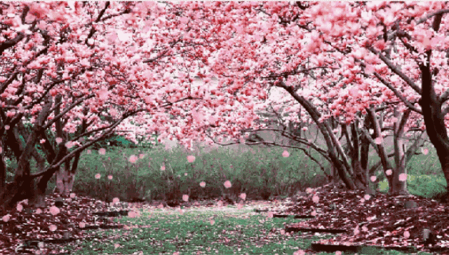 惊艳九江德安醉美桃花花海旅游节3月20日盛大开幕门票免费领穿越花海