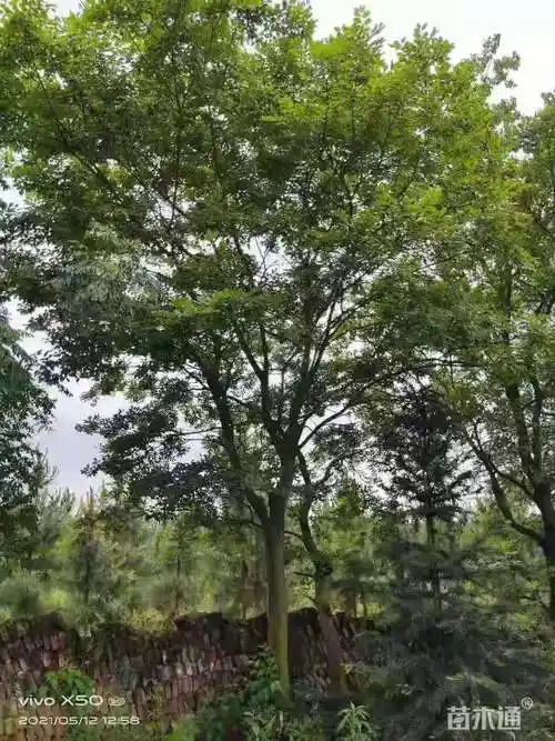 [朴树批发]25公分朴树 3500.00元/株 若干株 苗木通