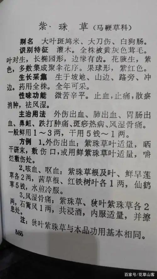 冬天,这种叫紫珠草的果实成熟,紫红色的果实把枝条都压弯了