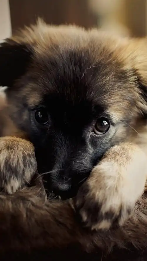 可爱的小狗,小狗,看着你 iphone 壁纸